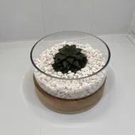 Aranjament floral cu plantă suculentă. (AR-1)