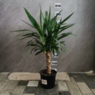 Yucca Elephantipes. Plantă decorativă de interior - imagine 2