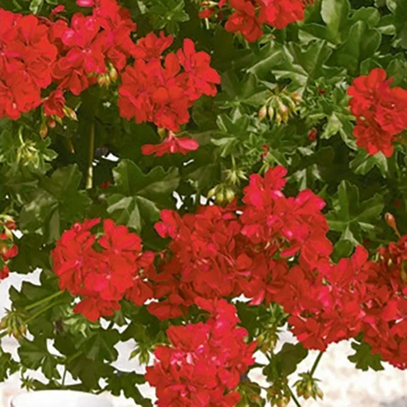 Mușcată Curgătoare "Sunflorix Dark Red" - imagine 2