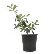 Măslin în ghiveci - Bonsai (Olea europaea) - imagine 2