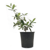Măslin în ghiveci - Bonsai (Olea europaea) - imagine 2