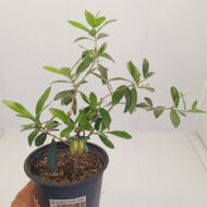Măslin în ghiveci - Bonsai (Olea europaea)