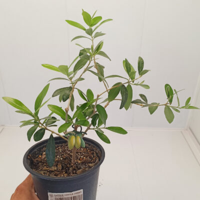 Măslin în ghiveci - Bonsai (Olea europaea)