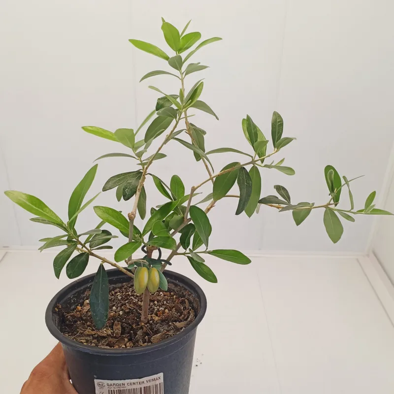 Măslin în ghiveci - Bonsai (Olea europaea) - imagine 1