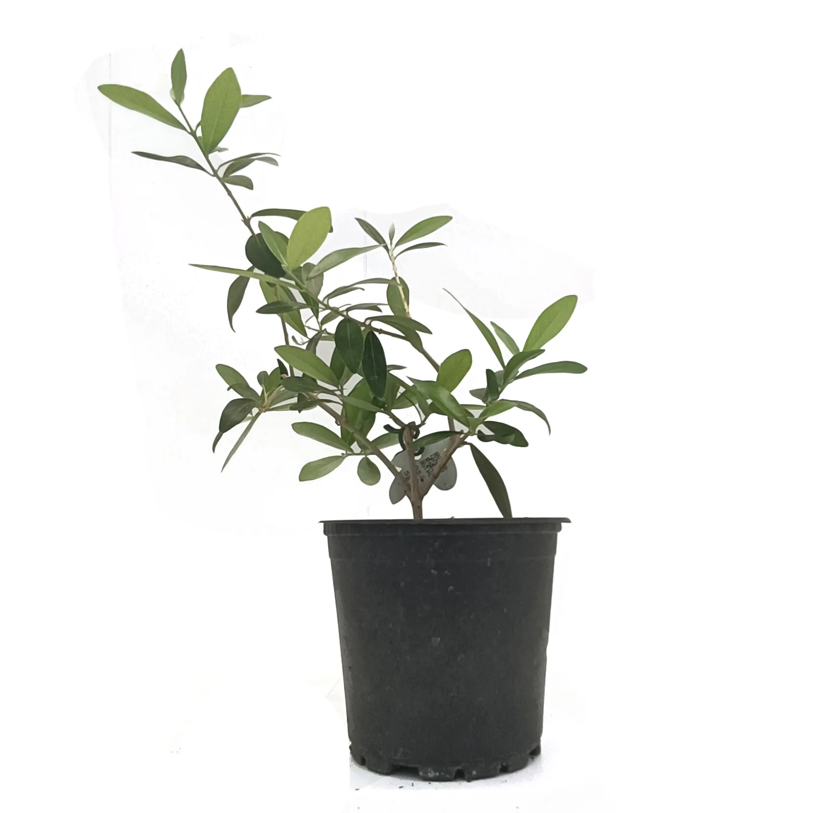 Măslin în ghiveci - Bonsai (Olea europaea) - imagine 2