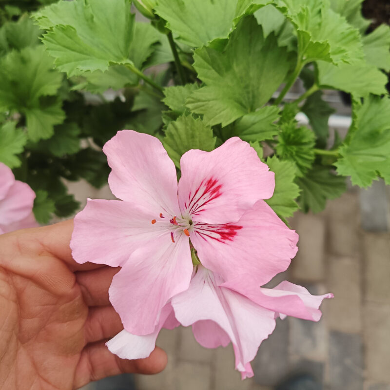 Mușcată Curgătoare (Muscata Macrantha) - imagine 6