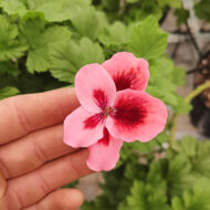 Mușcată Curgătoare (Muscata Macrantha) - imagine 7