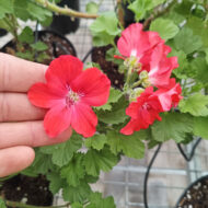 Mușcată Curgătoare (Muscata Macrantha) - imagine 8