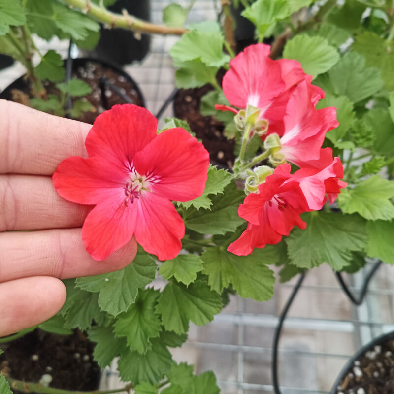 Mușcată Curgătoare (Muscata Macrantha) - imagine 8