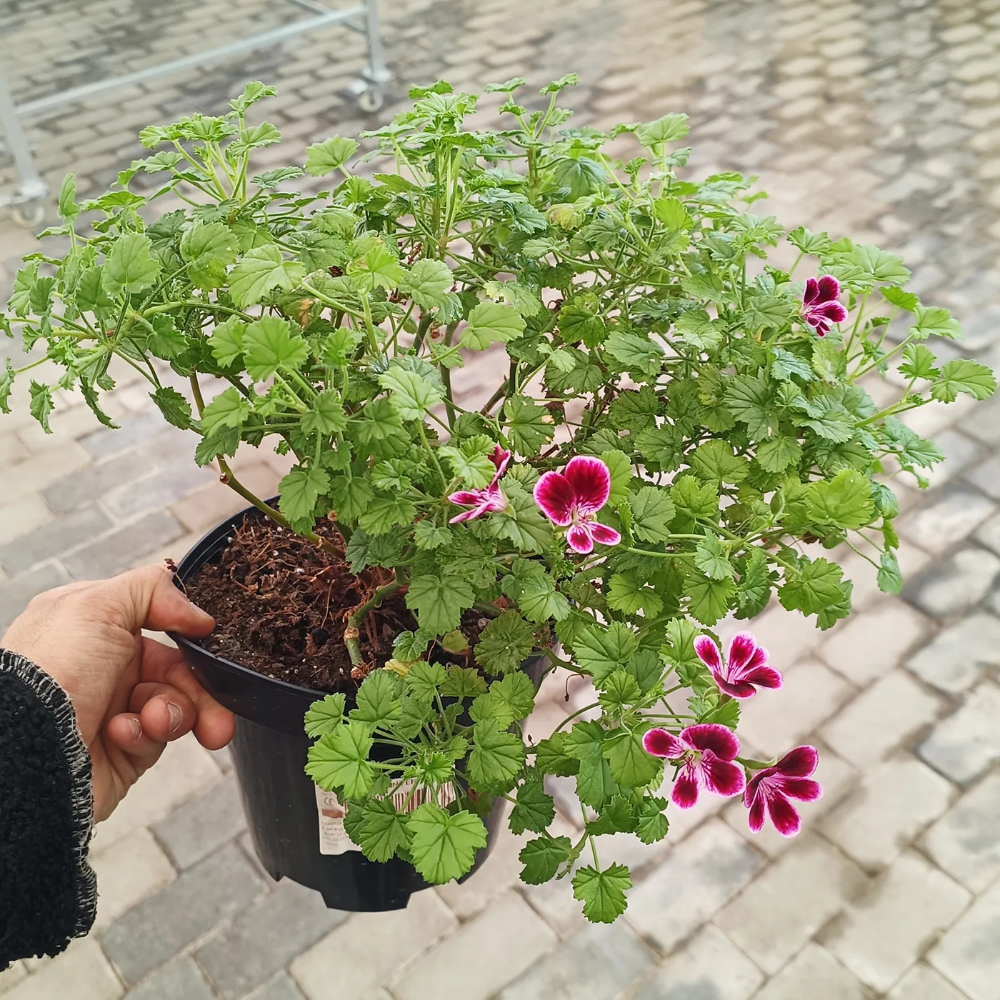 Mușcată Curgătoare (Muscata Macrantha) - 4 Mușcată Curgătoare (Muscata Macrantha) - imagine 1