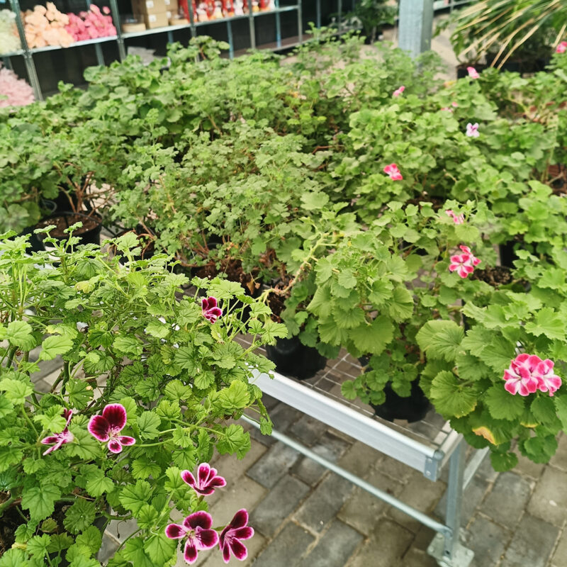 Mușcată Curgătoare (Muscata Macrantha) - imagine 2