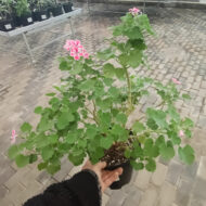 Mușcată Curgătoare (Muscata Macrantha) - imagine 5