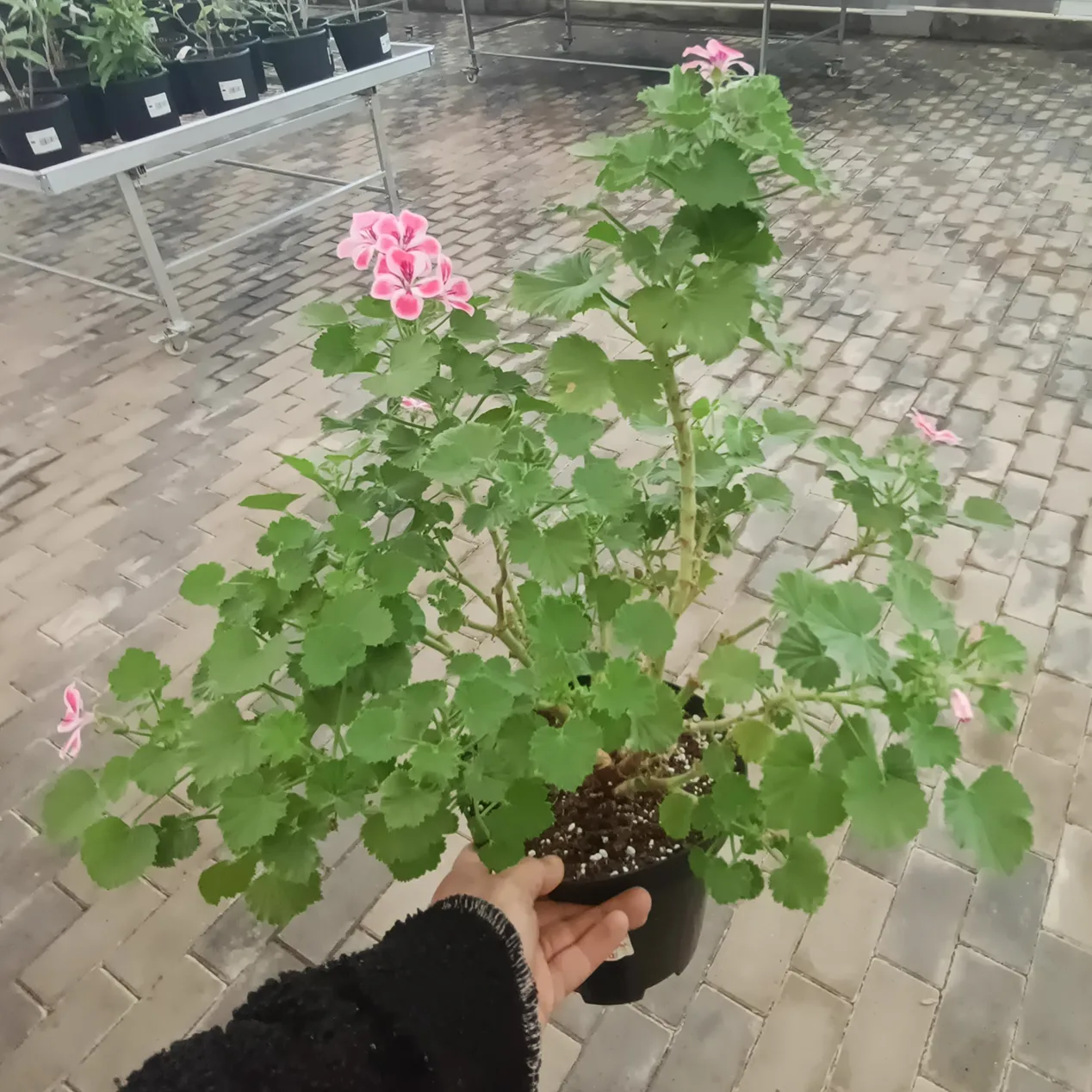 Mușcată Curgătoare (Muscata Macrantha) - imagine 5
