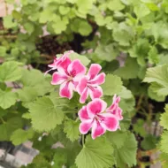 Mușcată Curgătoare (Muscata Macrantha) - imagine 4