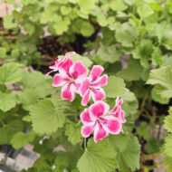 Mușcată Curgătoare (Muscata Macrantha) - imagine 4