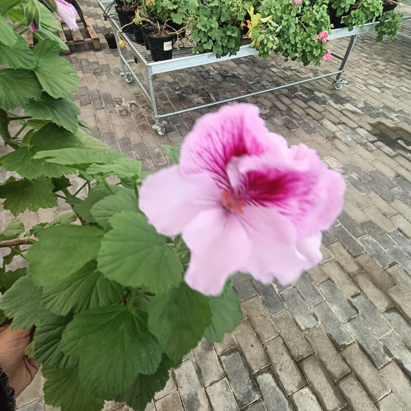 Mușcată Curgătoare (Muscata Macrantha) - imagine 3