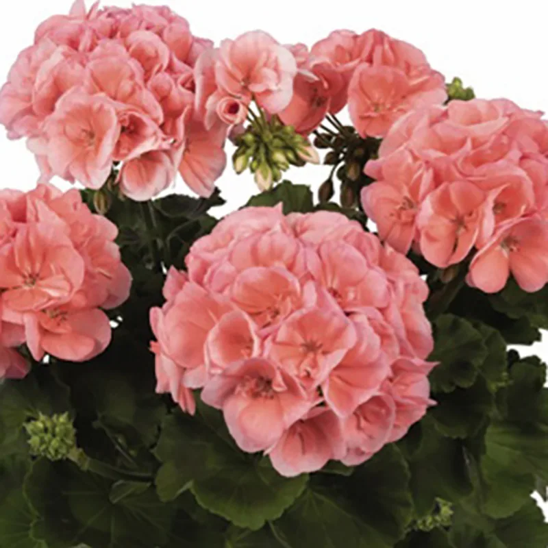 Mușcată Dreaptă (Pelargonium Zonale) - Roz Somon - imagine 1