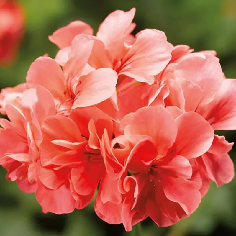 Mușcată Dreaptă (Pelargonium Zonale) - Roz Somon - imagine 2