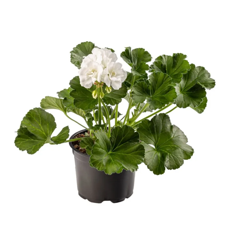 Mușcată Dreaptă Zonală cu flori mari - Albă (Pelargonium Zonale) - imagine 1