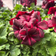 Mușcată englezească cu flori mari (Pelargonium Grandiflorum) - Regalia Chocolate - imagine 2