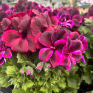 Mușcată englezească cu flori mari (Pelargonium Grandiflorum) - Regalia Chocolate - imagine 3