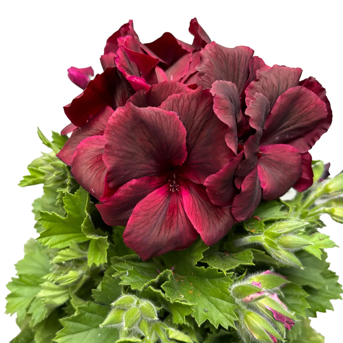 Pelargonium Grandiflorum Regalia Chocolate - 3 Mușcată englezească cu flori mari (Pelargonium Grandiflorum) - Regalia Chocolate - imagine 1
