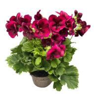 Mușcată englezească cu flori mari (Pelargonium Grandiflorum) - Regalia Chocolate - imagine 5