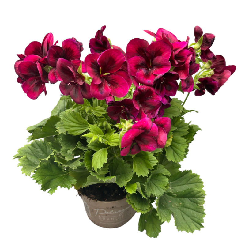 Mușcată englezească cu flori mari (Pelargonium Grandiflorum) - Regalia Chocolate - imagine 5