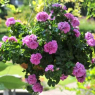 Mușcată curgătoare Pelargonium peltatum "Great Balls of Fire" Lavender