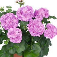 Mușcată curgătoare Pelargonium peltatum "Great Balls of Fire" Lavender - imagine 2