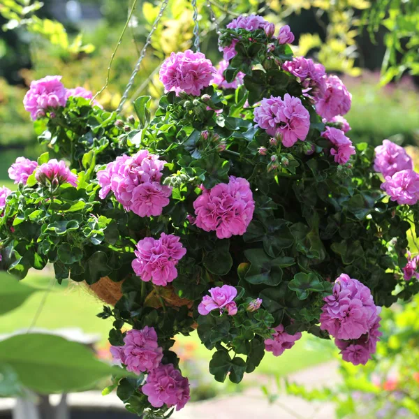 Mușcată curgătoare Pelargonium peltatum "Great Balls of Fire" Lavender - imagine 1