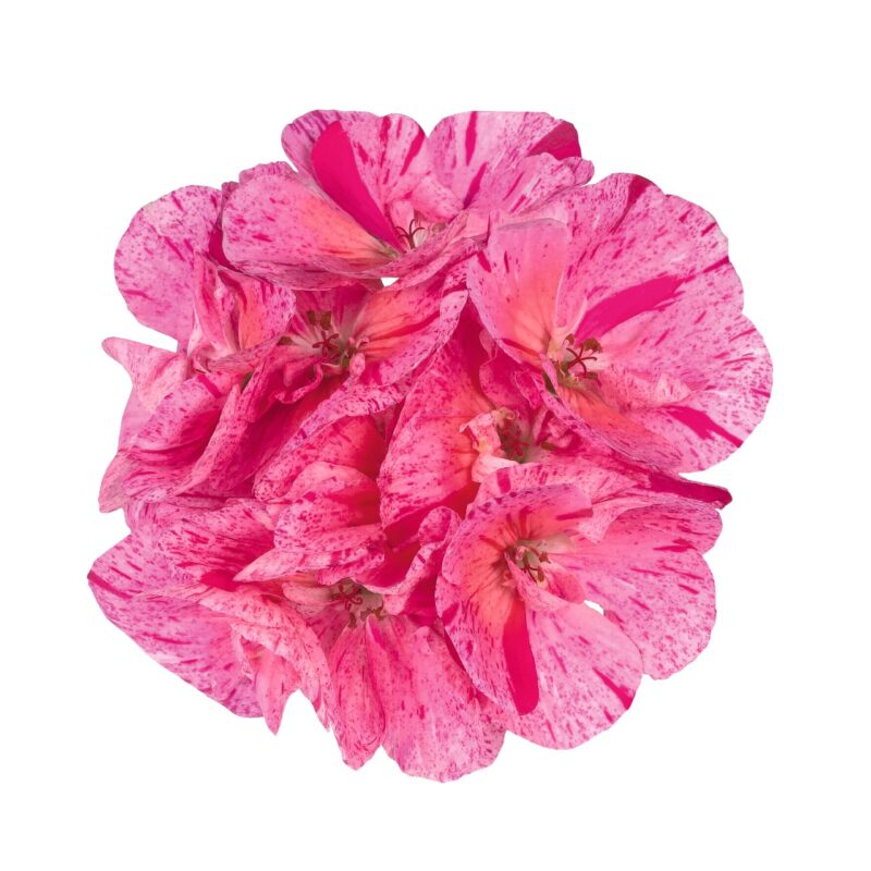 Mușcată Survivor® Pink Batik (Pelargonium Zonale) - imagine 3
