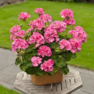 Mușcată Survivor® Pink Batik (Pelargonium Zonale) - imagine 2