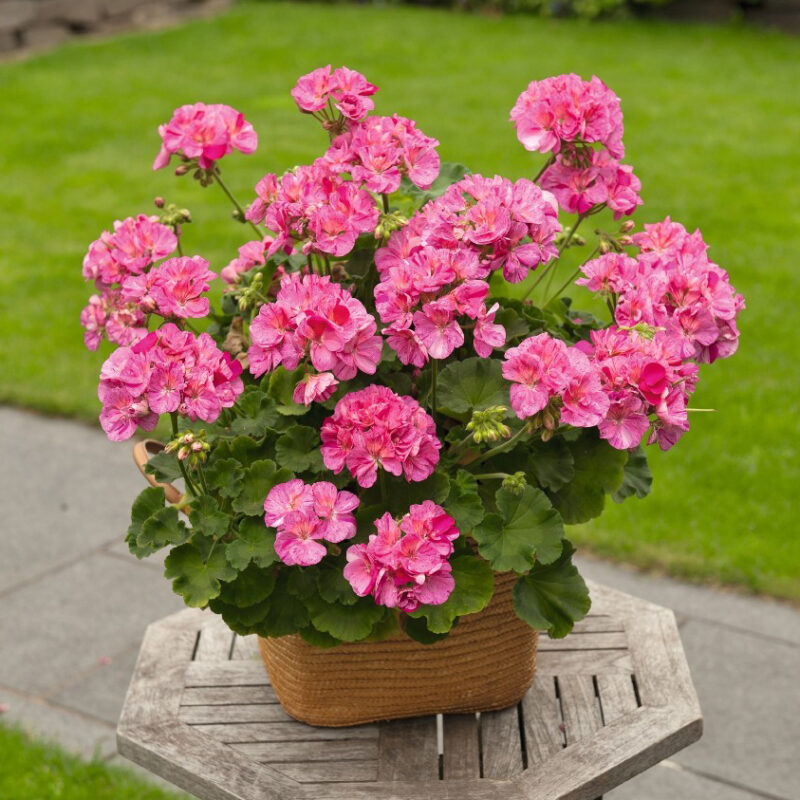 Mușcată Survivor® Pink Batik (Pelargonium Zonale) - imagine 2