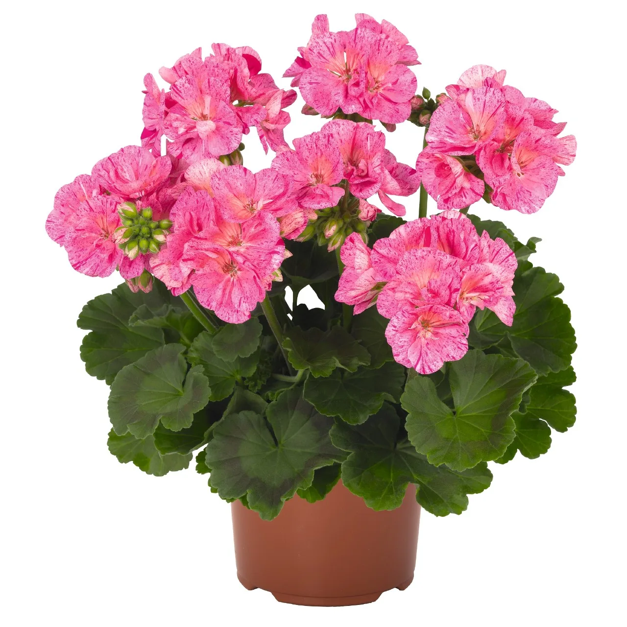 Mușcată Survivor® Pink Batik (Pelargonium Zonale) - imagine 1