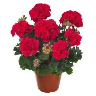 Mușcată Trendix Dark Green Fire (Pelargonium Zonale) - Roșie