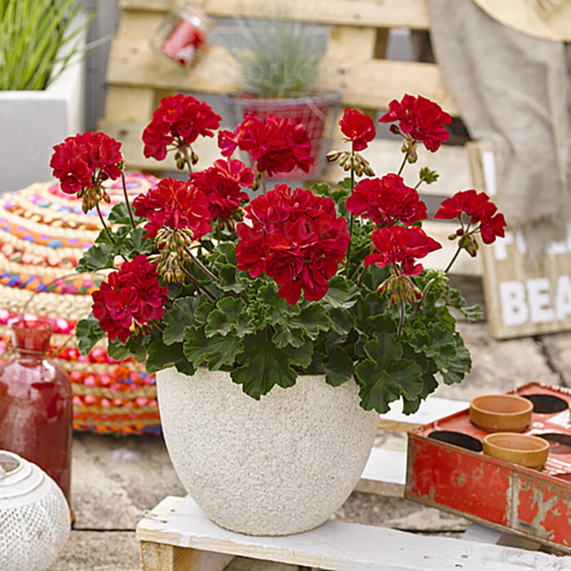 Mușcată Trendix Dark Green Fire (Pelargonium Zonale) - Roșie - imagine 2