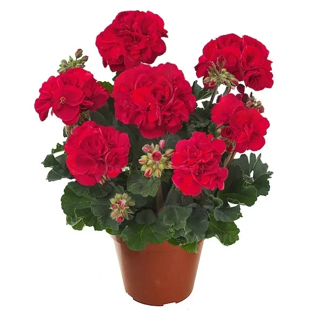 Mușcată Trendix Dark Green Fire (Pelargonium Zonale) - Roșie - imagine 1