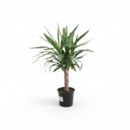 Yucca Elephantipes. Plantă decorativă de interior