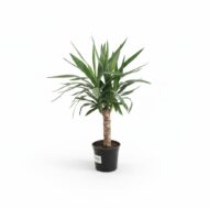 Yucca Elephantipes. Plantă decorativă de interior