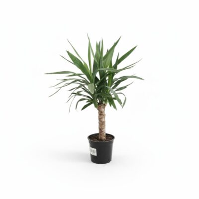 Yucca Elephantipes. Plantă decorativă de interior