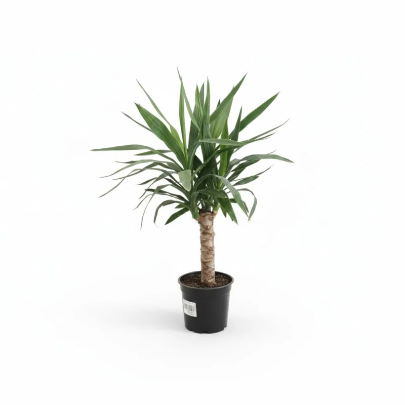 Yucca Elephantipes. Plantă decorativă de interior - imagine 1
