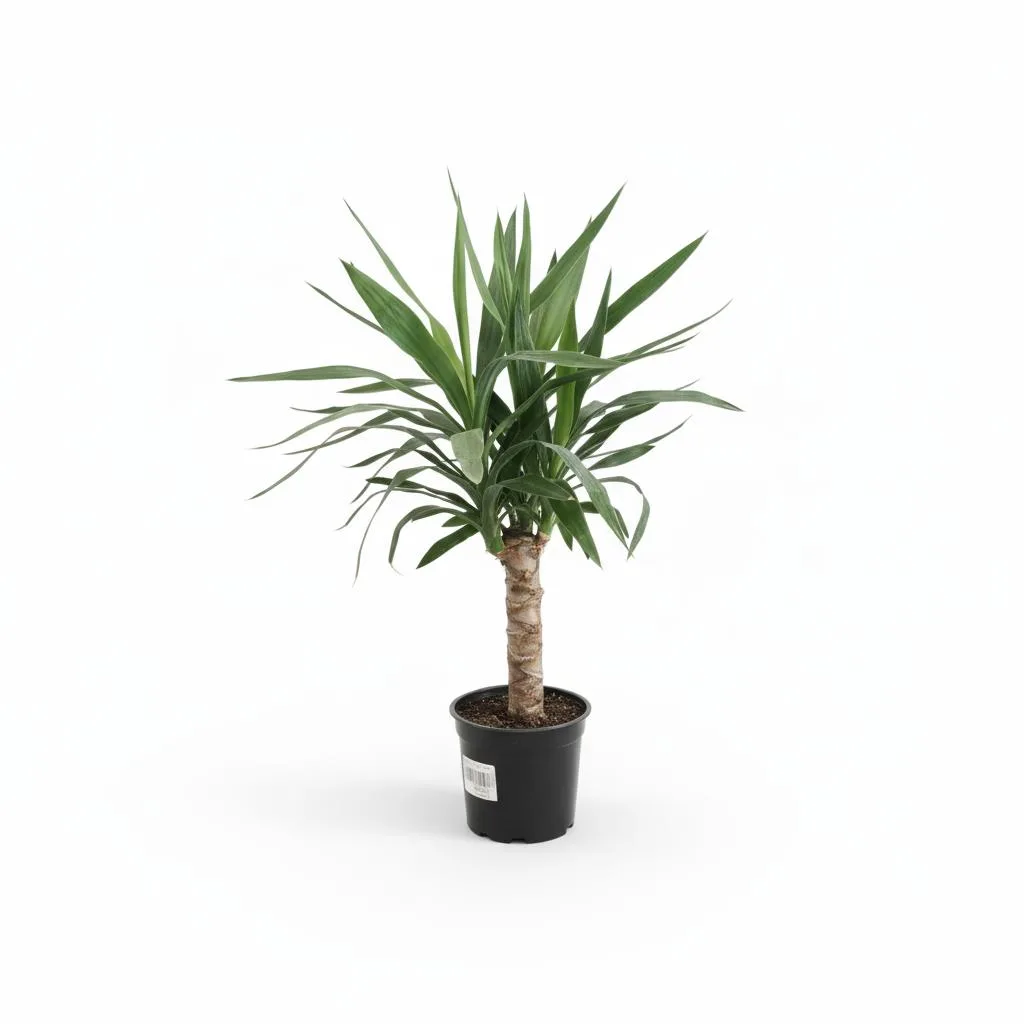 Yucca Elephantipes. Plantă decorativă de interior - imagine 1