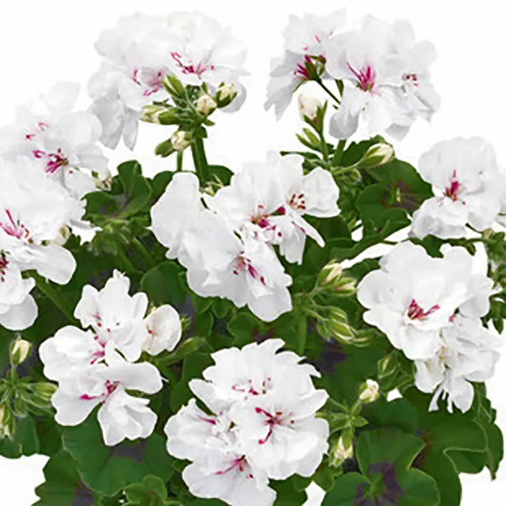 Mușcată Curgătoare "Sunflorix White" (Mușcată cu flori albe) - imagine 1