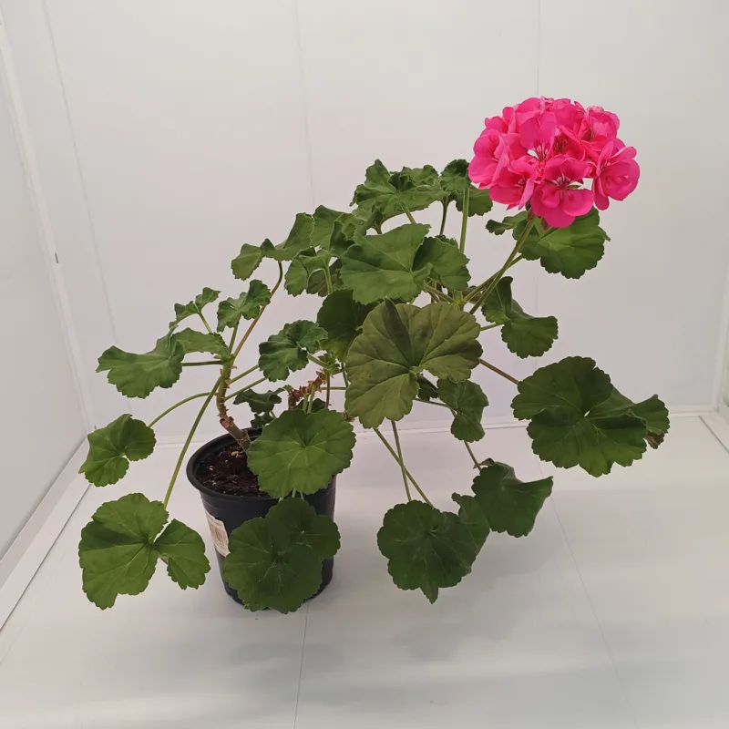 Mușcată Pelargonium (Geraniums) - Roz - imagine 1
