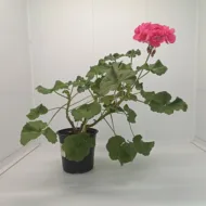 Mușcată Pelargonium (Geraniums) - Roz - imagine 5