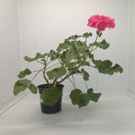 Mușcată Pelargonium (Geraniums) - Roz - imagine 5