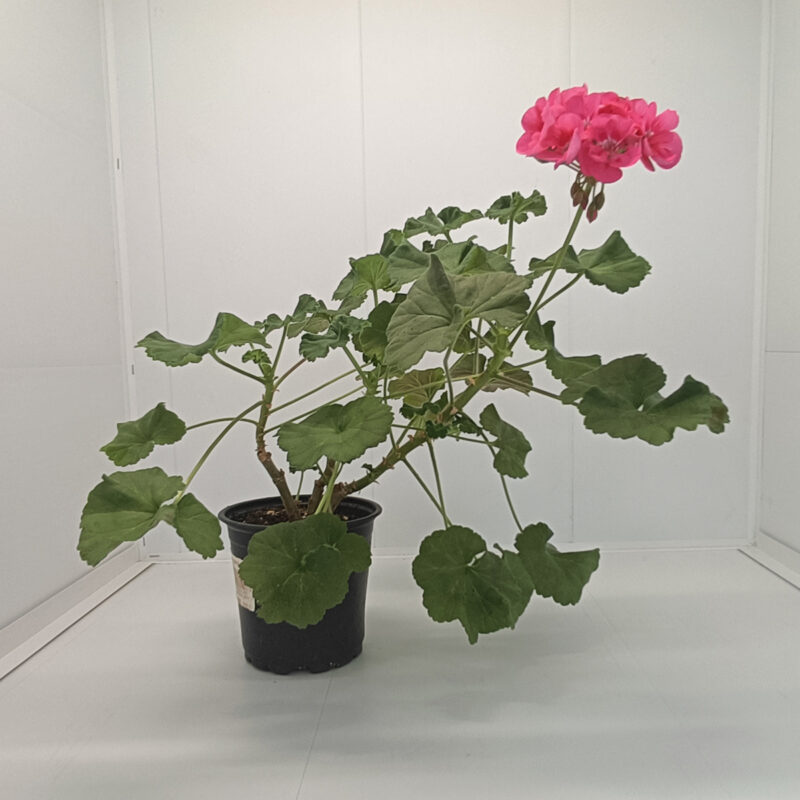 Mușcată Pelargonium (Geraniums) - Roz - imagine 5