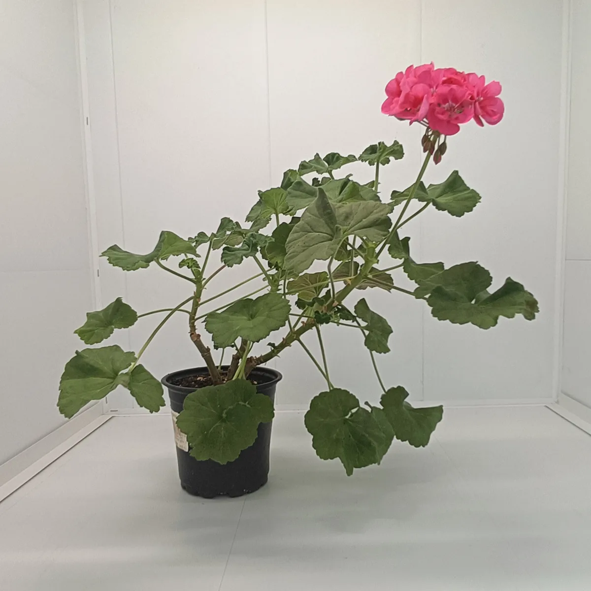 Mușcată Pelargonium (Geraniums) - Roz - imagine 5