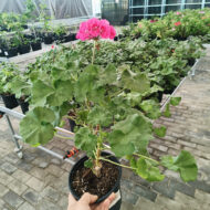 Mușcată Pelargonium (Geraniums) - Roz - imagine 4
